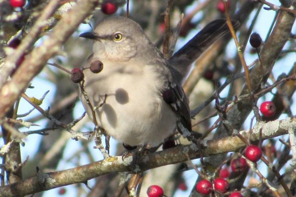 Northern Mockingbird at the Bridgetown Sewage Lagoons on Dec. 30, 2020 - Larry Neily